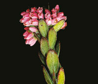 El uvo de monte, Gaylussacia buxifolia, que desarrolla tallos subterrneos.