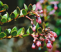 El agraz, Vaccinium floribundum, de hojas muy rgidas.