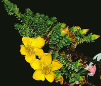 El cargarroco, Hypericum goyanesii tiene hojas reducidas con capacidad de captar las gotas de roco.