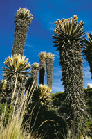 Frailejonal de Espeletia hartwegiana, con individuos que alcanzan hasta 5 m de altura en la cordillera Central.