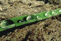 Hoja de una cipercea que repele el agua, gracias a la presencia de finas ceras y micropelos que la hacen impermeable.