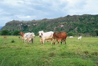 Las actividades ganaderas y el cultivo del caf, han sido  fuentes de riqueza en el Alto Magdalena.
