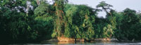 Selva basal de las riberas del Magdalena, cerca de Barrancabermeja.