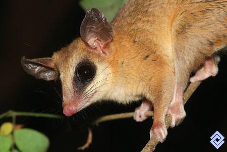 Banco de Occidente :::. Algunos mamíferos, como este pequeño marsupial ...