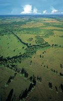 En el Pleistoceno, al expandirse los bosques tropicales, el rea de las sabanas se reduca y posteriormente, cuando el bosque perda territorio, se ampliaba el de las sabanas.