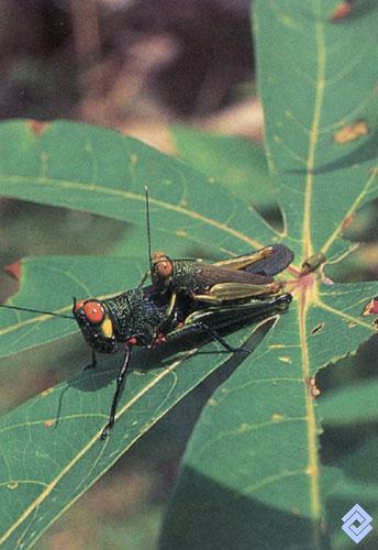 Banco de Occidente . En la serranía del BaudóLos Saltos se han