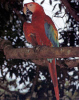 El mono aullador y la guacamaya roja son dos ejemplares que se observan con frecuencia en las áreas selváticas de la Sierra.