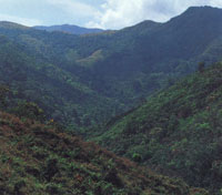 En la serranía de Macuira se encuentra desde la vegatación seca y espinosa de las zonas planas periféricas hasta una frondosa vegetación sobre los 500 msnm, constituida principalmente por el único bosque de niebla enano del país.