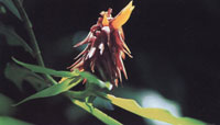 La fauna y la flora del Santuario, aunque no son extremadamente abundantes ni diversas, constituyen la riqueza natural ms importante en un rea muy mplia del litoral caribe.