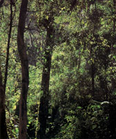 En varios sectores de la serranía se encuentran importantes relictos de bosques húmedos y muy húmedos premontanos; en ellos sobresalen cedros, guayacanes y trompetos.
