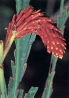 En la serranía del Baudó-Los Saltos se han reportado más de 2.800 especies de plantas superiores e inferiores por lo cual se considera como la región del planeta con mayor diversidad florística. En estas selvas isomegatérmicas las flores son, en su mayorí