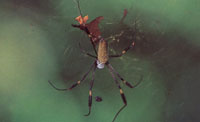 En la serrana del Darin-San Blas llama la atencin la abundancia de insectos y, en especial, su disposicin para mimetizarse como una estrategia para subsistir en un medio con una alta competencia natural.