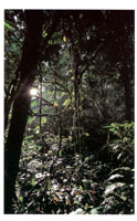 En el sotobosque los hbitats tienen una vegetacin tupida conformada por lianas, bejucos y otras trepadoras que estn en continua competencia por la luz solar.
