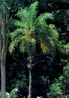 La serrana de San Lucas se levanta en medio de las dos cuencas hidrogrficas ms importantes del pas y conforma un refugio biolgico de singular importancia. Detalle del bosque hmedo tropical.