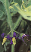 A pesar de que la flora de la serrana ha sido pco estudiada es de una gran diversidad y belleza. El dosel arbreo alcanza alturas que oscilan entre los 20 y los 40 mts lo cual limita la disponibilidad de luz para las plantas que se encuentran en los est
