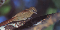 Debido a sus caratersticas de isla biolgica, la serrana alberga una variada fauna, conformada por aves, roedores y reptiles de gran tamao. Trepatronco pico de cua.