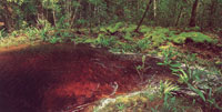 Los arroyos y ros se alimentan de las aguas que escurren por la superficie del suelo rocoso; su caudal depende de las lluvias generadas por la propia selva.