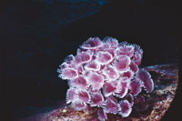 Las comunidades de gusanos plumeros o poliquetos viven adheridas al fondo marino. A través de sus penachos de colores llamativos, capturan las partículas de alimento que flotan en las corrientes. Se localizan en lugares ricos en nutrientes y su reproducci