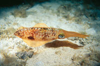 Los pulpos y los calamares son moluscos que carecen de concha o de cualquier otro tipo de protección.