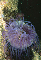 Las anémonas son organismos sésiles parientes de los corales, que no sintetizan carbonato de calcio.