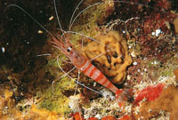 En el medio oceánico se encuentran más de 26.000 especies de camarones; una de las más características y coloridas es la del camarón limpiador que se alimenta de los parásitos que los peces tienen en la piel , boca y agallas; estos los localizan por las s