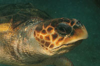 Entre los pocos reptiles que habitan las aguas marinas, está la tortuga verde, viajera infatigable y hábil nadadora, que llega a las playas a desovar .