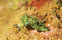 Nudibraquio.