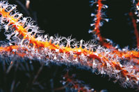 La verdadera dimensión de la vida en las aguas del Caribe se puede apreciar en la infinidad de detalles de los organismos que conforman ese mundo biodiverso.
Pólipos de coral blando.