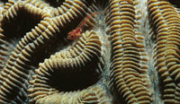 Un pez goby escondido dentro de un coral cerebro.