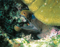 Las morenas son peces que suelen esconderse en cavernas o grietas, para atrapar con facilidad sus presas.