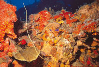 Arrecife coralino.