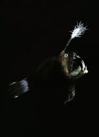 En las profundidades de los océanos se encuentran especies cuyo aspecto es monstruoso; algunos como el pejesapo hembra utilizan un señuelo luminoso que tienen en la parte superior de la cabeza, para atraer a sus víctimas.