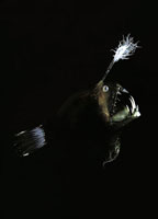 En las profundidades de los ocanos se encuentran especies cuyo aspecto es monstruoso; algunos como el pejesapo hembra utilizan un seuelo luminoso que tienen en la parte superior de la cabeza, para atraer a sus vctimas.