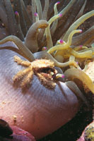 Algunos cangrejos viven asociados a las anémonas, que los aceptan porque se alimentan de los residuos que ellos desperdician.