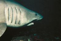 Ejemplar de tiburón recientemente descubierto en la los alrededores de la isla de Malpelo, de color gris azuloso y blanco por debajo, cuyas características son similares a las del temible tiburón blanco, uno de los animales más antiguos de la Tierra.