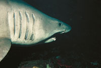 Ejemplar de tiburn recientemente descubierto en la los alrededores de la isla de Malpelo, de color gris azuloso y blanco por debajo, cuyas caractersticas son similares a las del temible tiburn blanco, uno de los animales ms antiguos de la Tierra.
