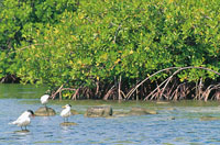 El manglar es un enclave arbóreo dentro de un sustrato blando influenciado por aguas salobres o marinas; es un ecosistema pródigo y generoso que ayuda a mantener buena parte de la red alimenticia estuarina y marina.