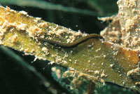 Las praderas de pastos submarinos -thalassia- son un componente fundamental de las lagunas arrecifales y un elemento importante en la estabilización de los suelos arenosos; oxigenan el agua y son el hábitat de algas, moluscos, erizos y de algunas especies