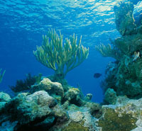 Los arrecifes coralinos sólo se encuentran en aguas claras, cálidas y bien iluminadas; representan uno de los ecosistemas más productivos del mundo; están constituidos por diferentes tipos de corales, esponjas incrustantes y algas calcáreas. Varias especi