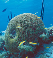 Hay dos tipos de corales: los hermatípicos que dejan pasar la luz a sus algas asociadas y los ahermatípicos, de colores vivos, que no necesitan filtrar luz. Los corales pétreos establecen una gran cantidad de estrategias para incrementar la superficie exp