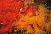 Pólipos transparentes de corales ahermatípicos.