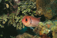 Un pez carajuelo soldado, con un crustáceo parásito sobre el rostro, entre algas calcáreas del género Halimeda.