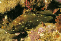 La cherna de puntos alcanza una longitud de 25 cm; es muy común y generalmente se oculta en las cuevas y grietas del arrecife.